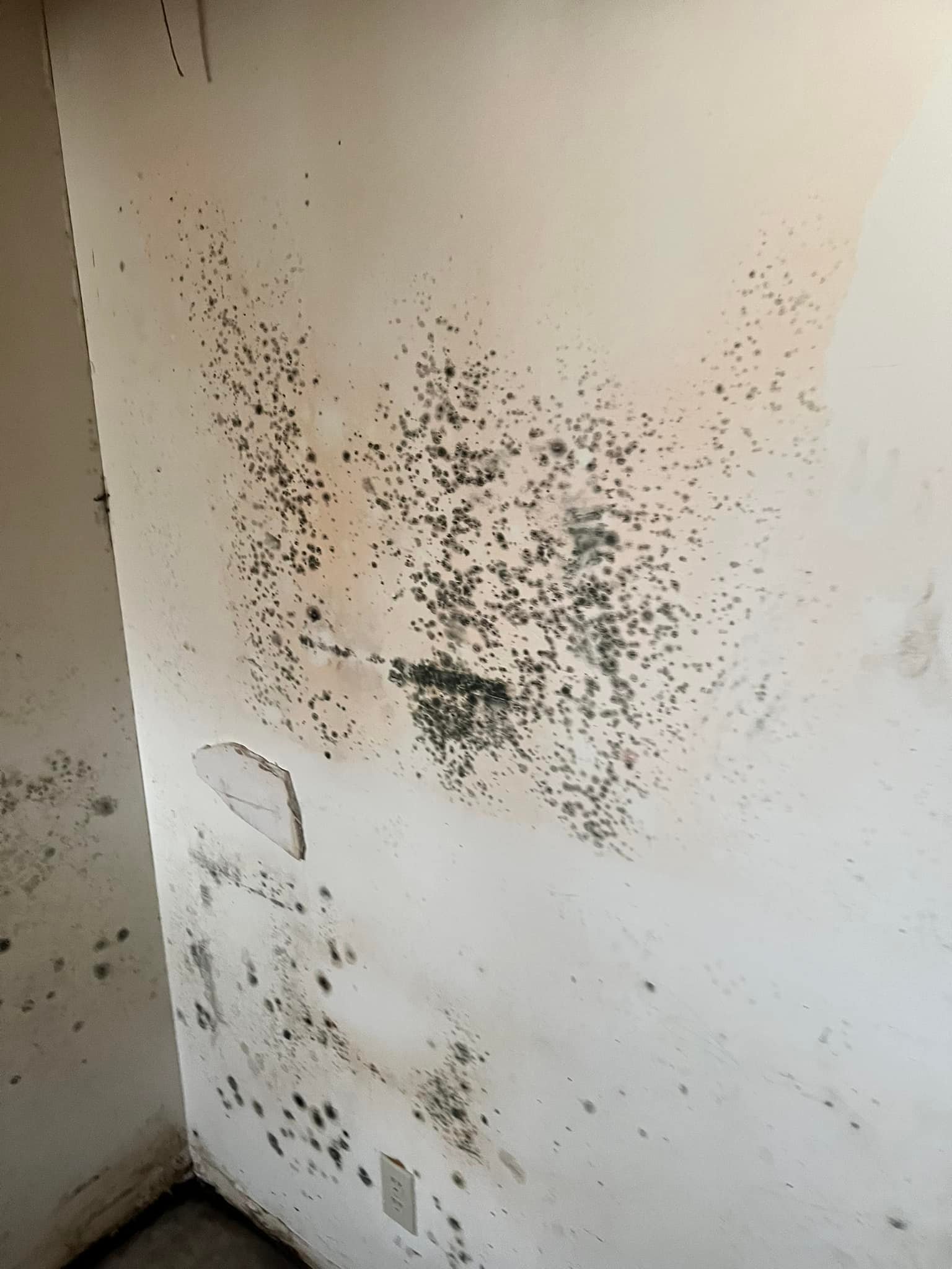 Mold Remedation in Hillsboro MO